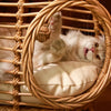 Hanging Rattan Pet Basket Bed for Pets Up to 22 lb