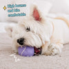 Ice Cream-Shaped Interactive Bouncy Ball Dog Toy