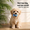 Squeaky Bouncy Ball Toy for Dogs
