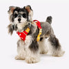 Adjustable Vest-Style Dog Harness and Leash