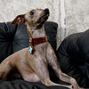Soft Faux Leather Collar for Small Dogs & Cats