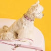 Rhinestone Faux Leather Pet Collar for Small Dogs & Cats