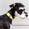 Faux Leather Dog & Cat Collar with Jewel Detail