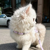 Small Cat Harness and Leash Set for 2–17 lb Cats