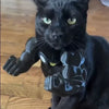 3D-Printed Arm-Inspired Neck Accessory for Cats and Dogs