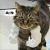 3D-Printed Arm-Inspired Neck Accessory for Cats and Dogs