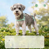 Dog One-Piece Walking Suit with Built-In Leg Covers