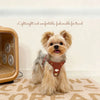 Small Dog Vest Harness and Leash for Puppies